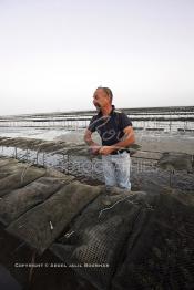 Image du Maroc Professionnelle de  À partir de 2004, la baie de Dakhla qui dispose de l’écosystème le plus adapté à l’élevage d’huîtres a connu l'installation de plusieurs projets ostréicoles productifs. Les premières fermes ostréicoles se sont installées en 2002 dans la région, devenue ces dernières années la plus productrice du pays avec 280 tonnes d’huîtres par an et un millier de personnes employées.  Mardi 21 Novembre 2006. (Photo / Abdeljalil Bounhar)


